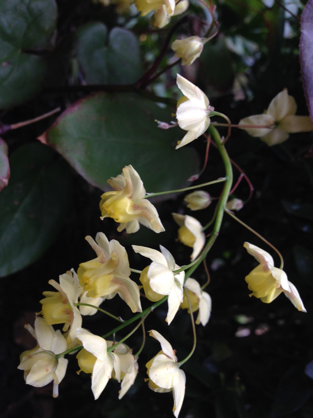 Epimedium sulphureum