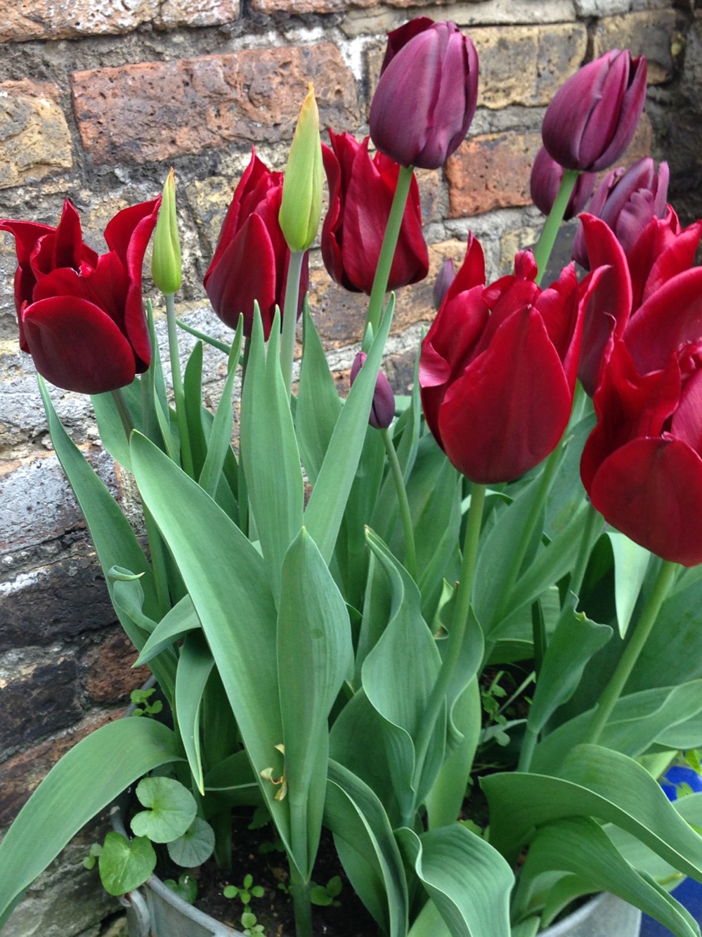 Tulipa 'Ronaldo', Tulipa 'Havran'