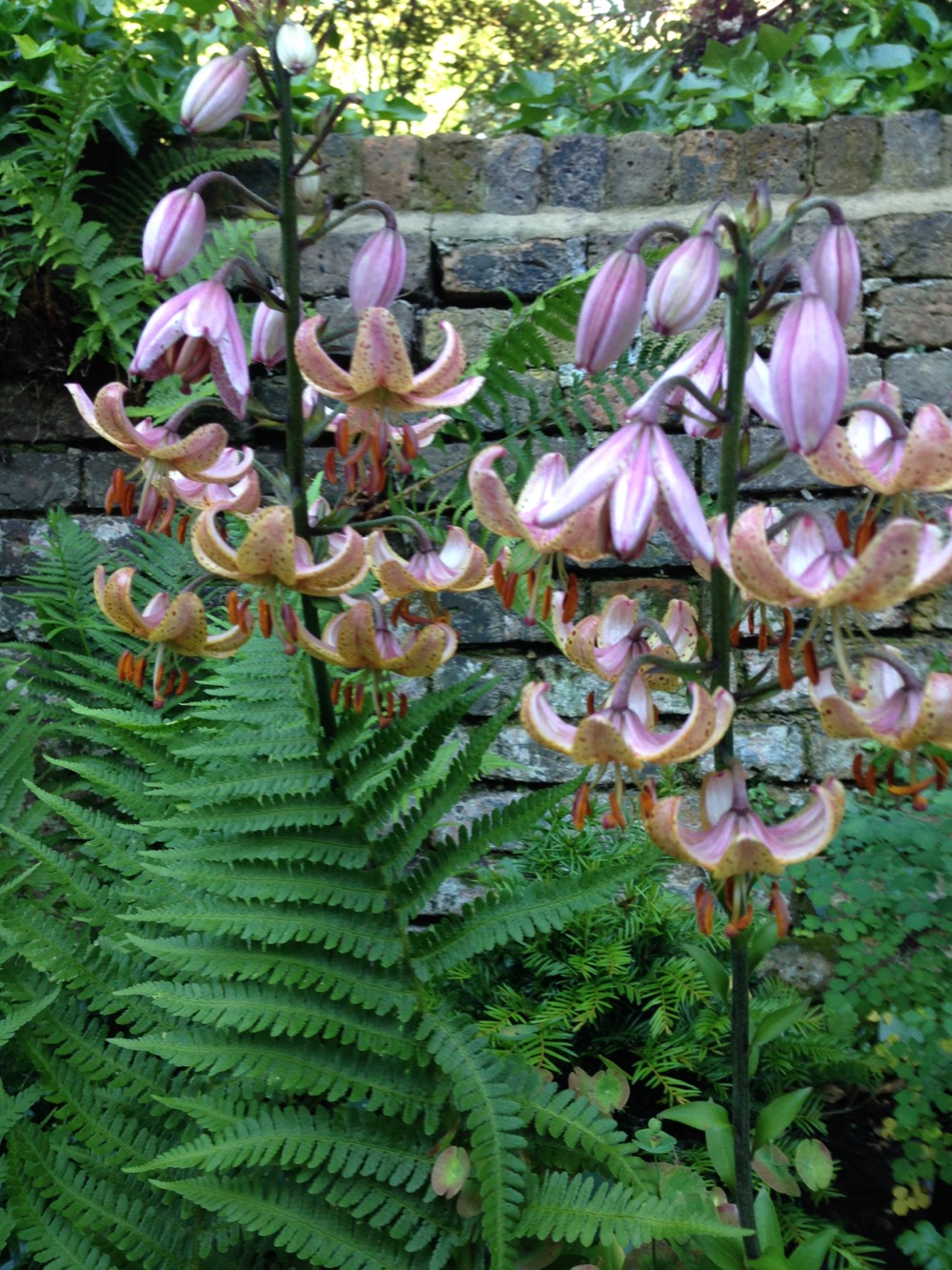 Lilium martagon