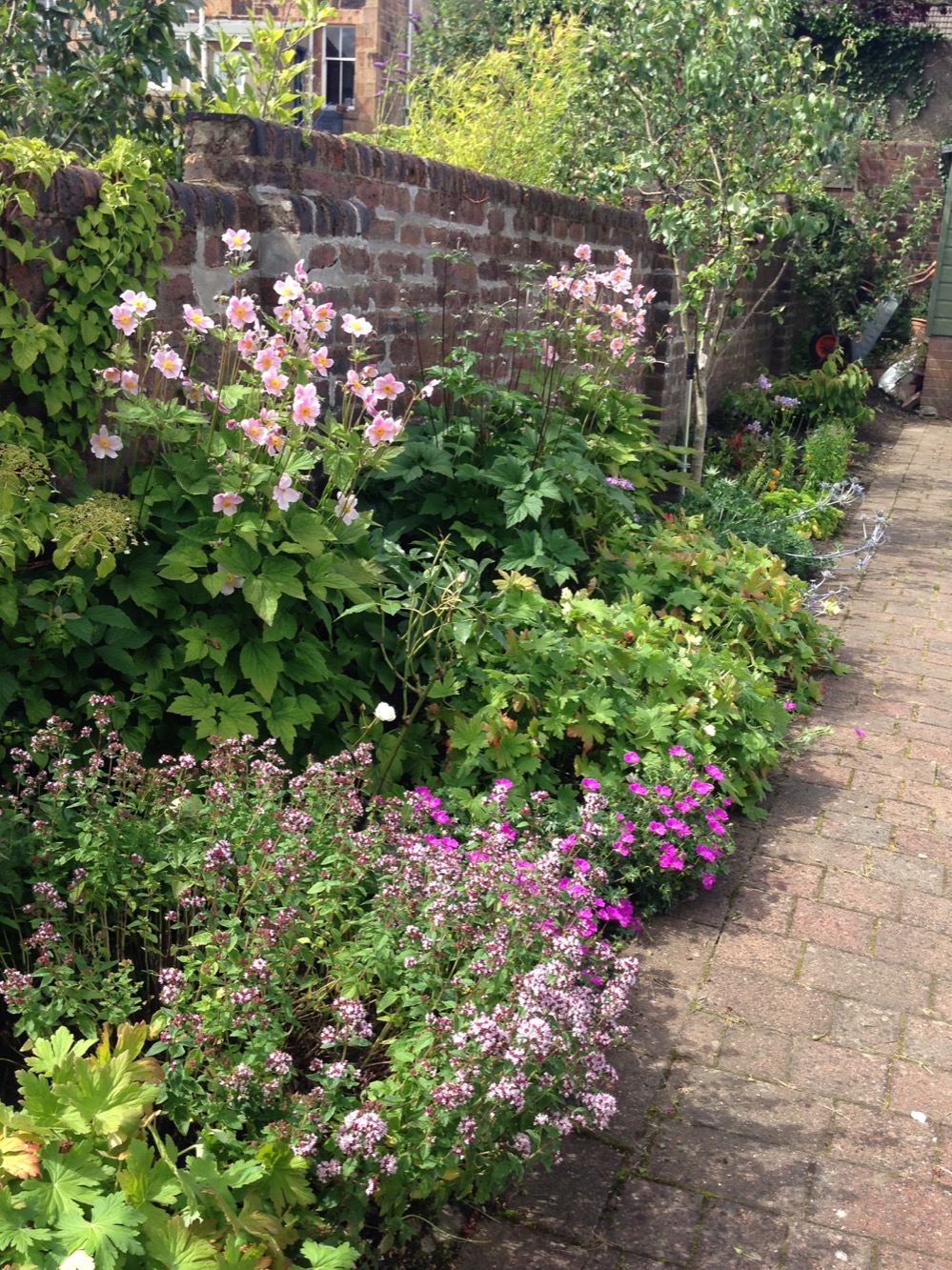 Sunny border, Glasgow (yes really!)