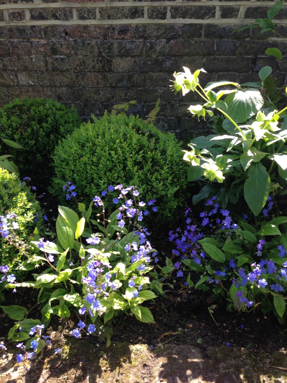 Buxus sempervirens and Ophiopogon