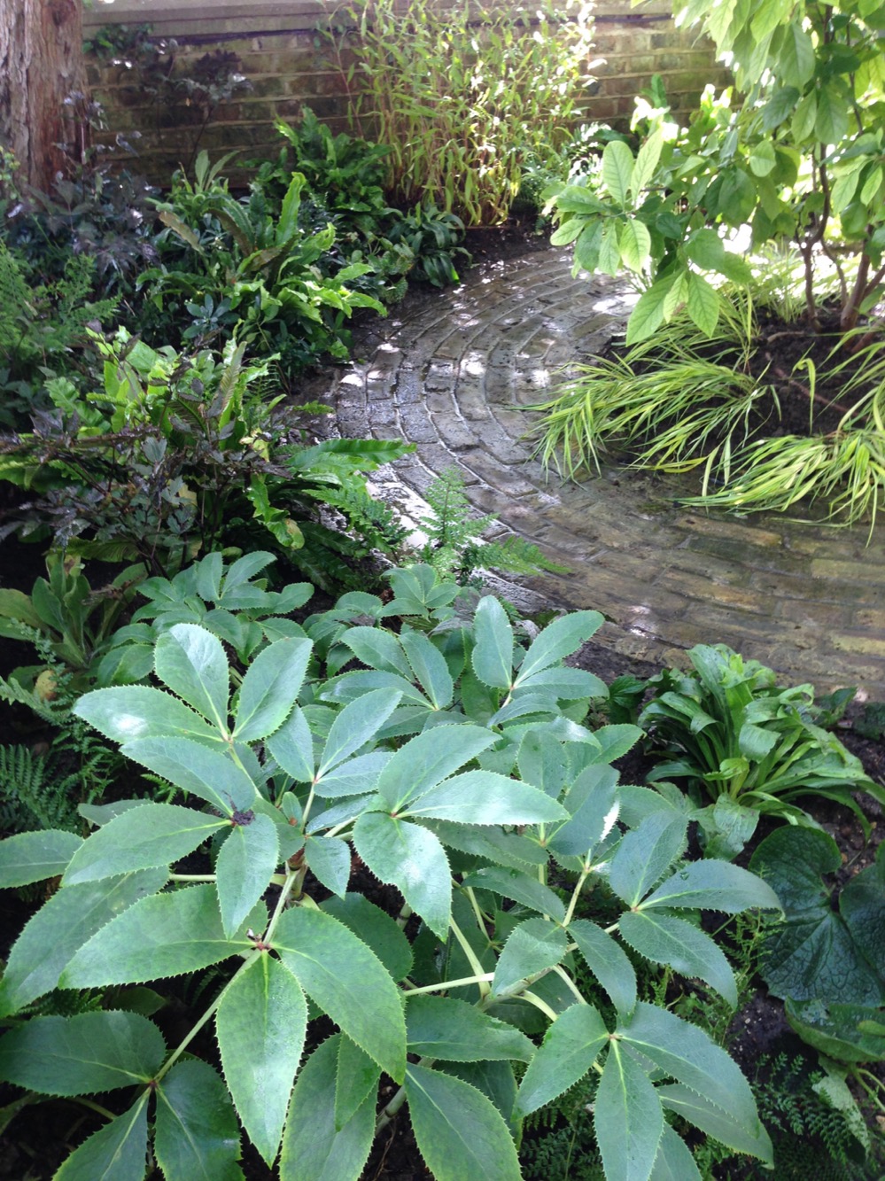 Shady front garden, Blackheath