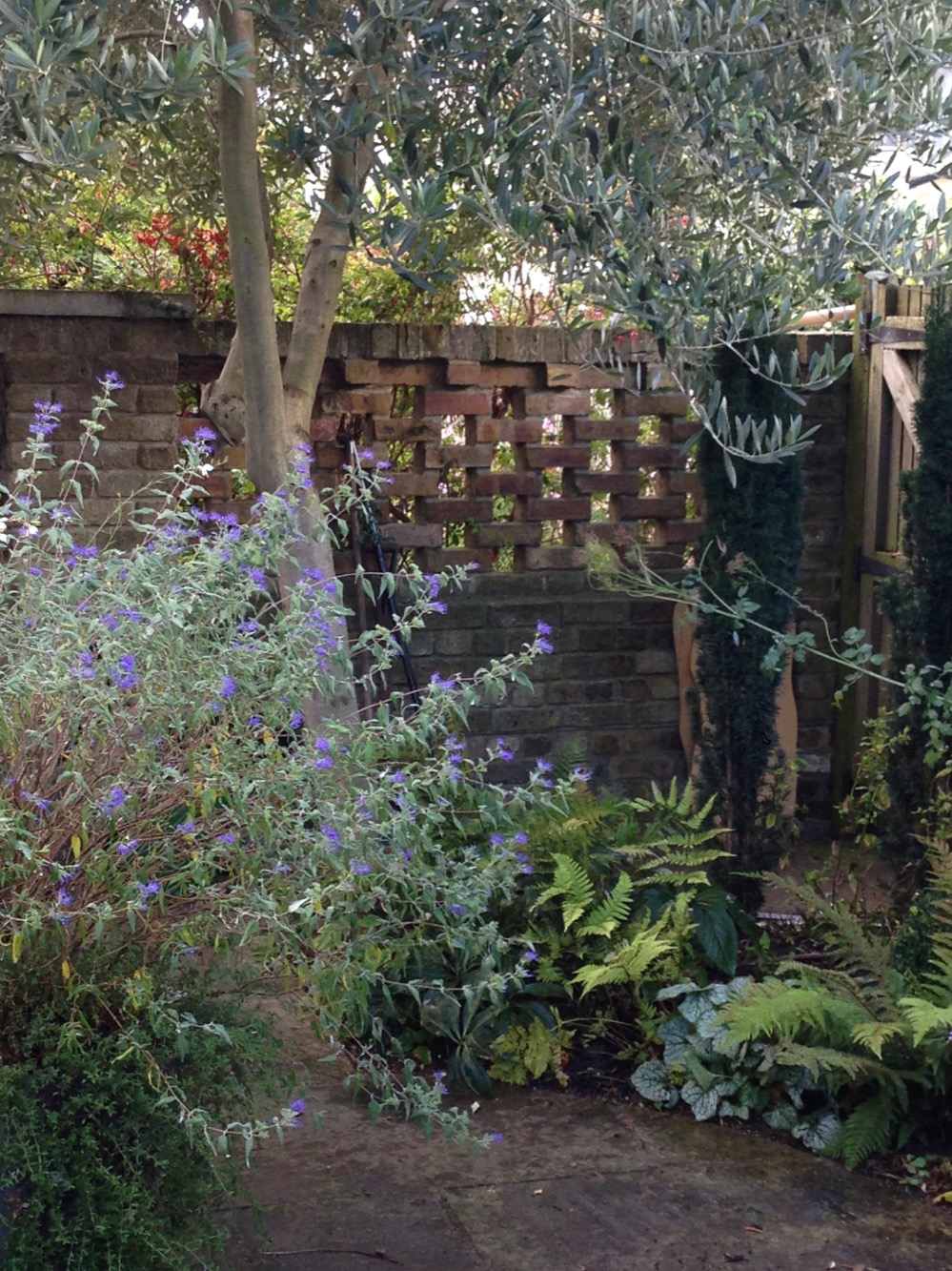 Olea europa, Caryopteris