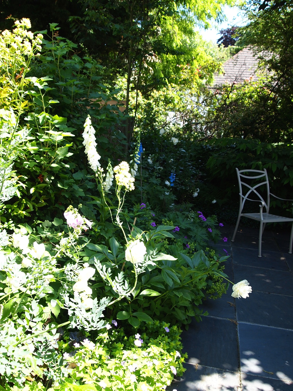 Established urban courtyard garden. Plants include Rosa Iceberg, Paeonia lactiflora 'Duchesse de Nemours', Alchemilla mollis, Geranium 'Dragon Heart'