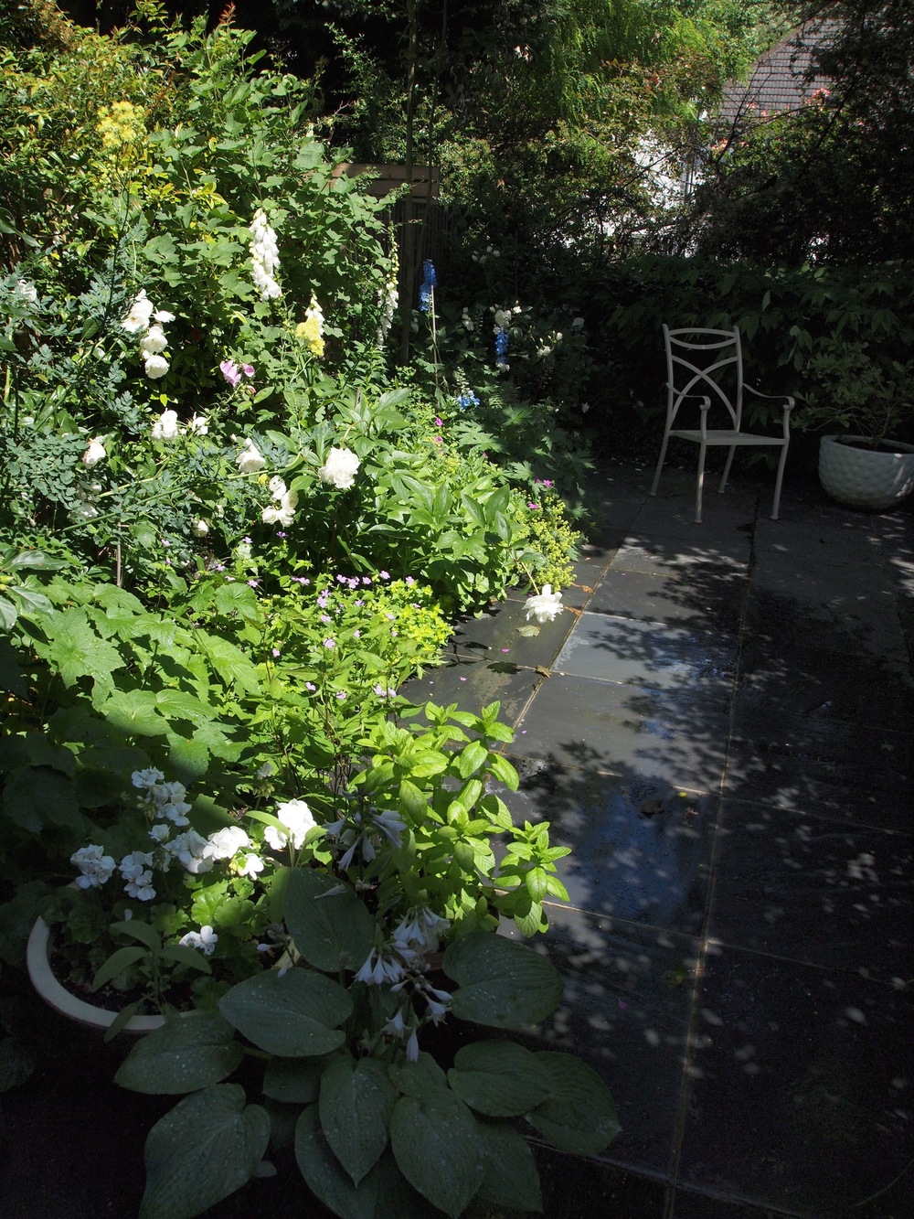 Established urban courtyard garden. Plants include Rosa Iceberg, Paeonia lactiflora 'Duchesse de Nemours', Alchemilla mollis, Geranium 'Dragon Heart'
