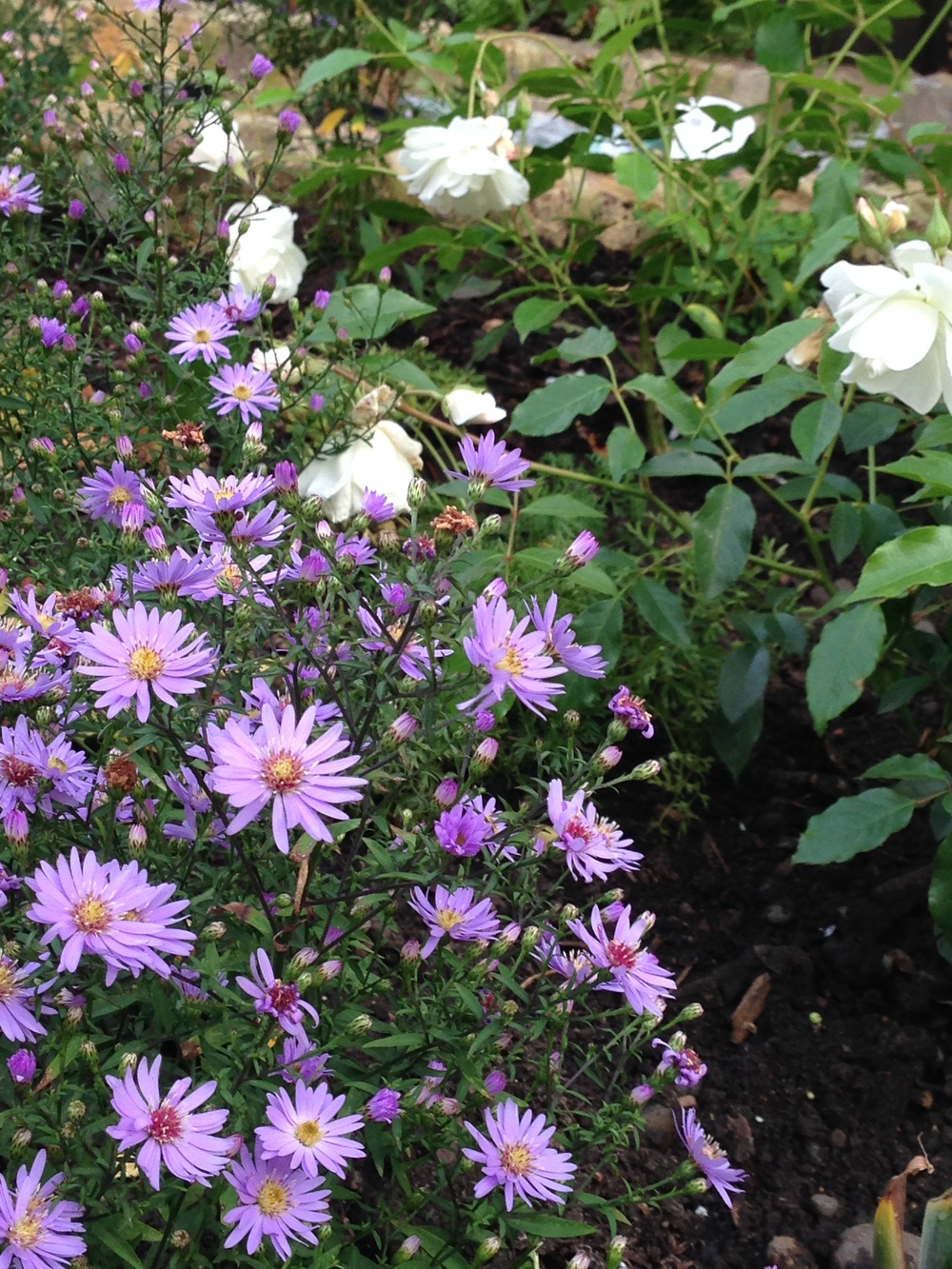 Aster 'Little Carlow' with Rosa Iceberg