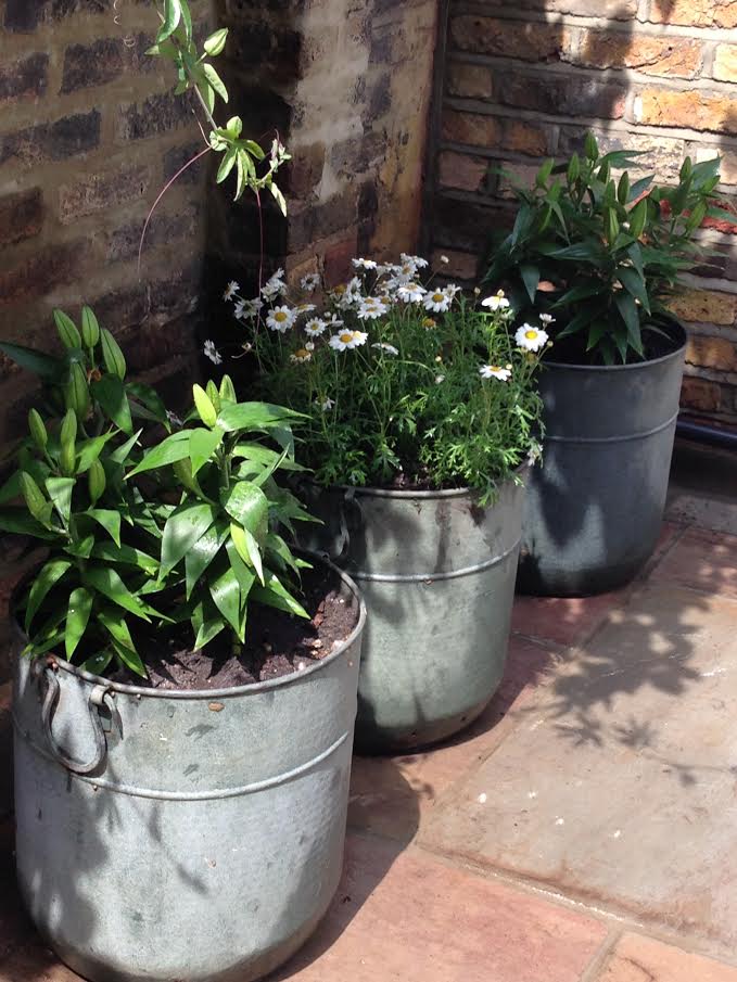 Copper planters newly planted with Lillium ssp. and Argyranthemum ssp.
