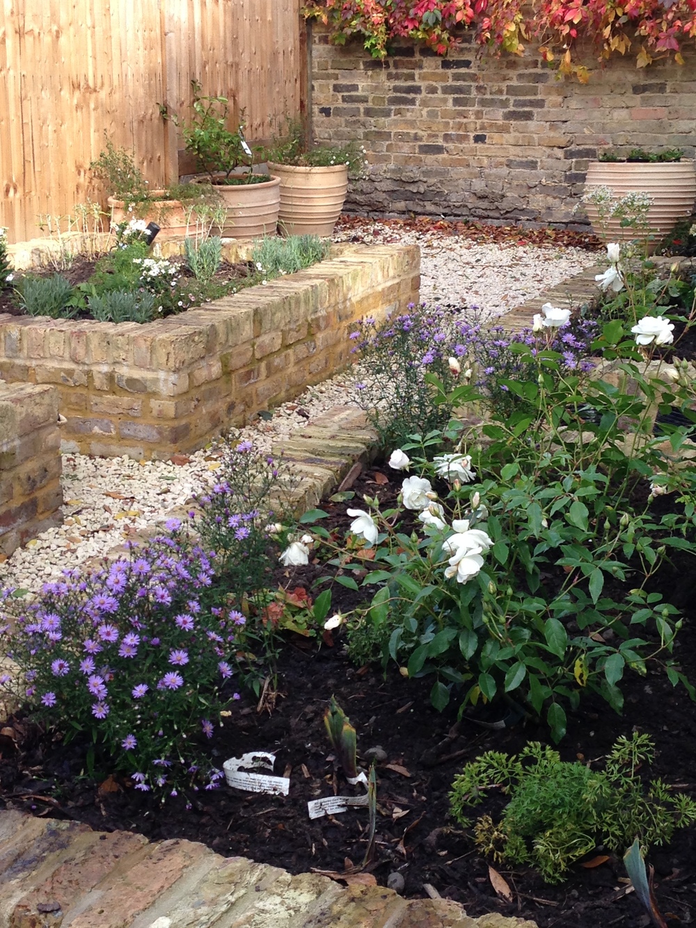 Newly planted urban courtyard garden. Plants include Aster 'Little Carlow', Lavandula x intermedia 'Eidelweiss', Erigeron karvenskianus, Chaenomeles speciosa 'Nivalis', Iris 'Kent Pride'